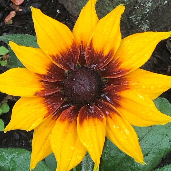 Meet your Posher, Michelle - Picture 1 of 1